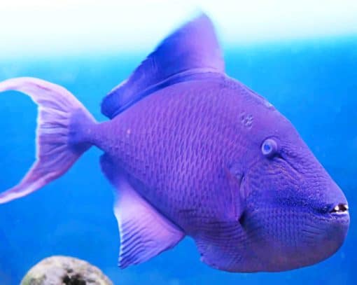 Purple Triggerfish Atlantic Ocean paint by numbers