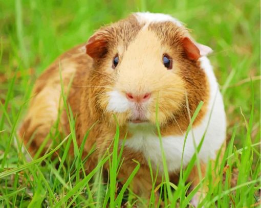 Guinea Pig Cavy Pet Guinea Rodent paint by numbers