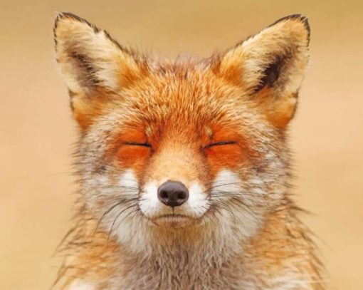 Happy Fox paint by numbers