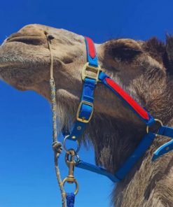 Haughty Camel In A Blue And Red Harness Under Blue Skies paint by numbers