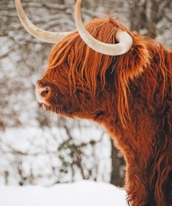 Highland Cow In Snow paint by numbers