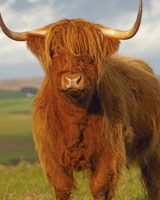 Highlander Cow paint by numbers