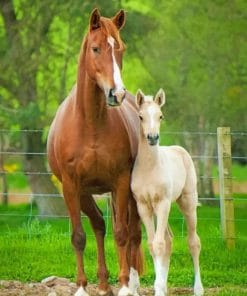 Horse And Foal paint by numbers