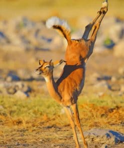 Impala Jumping paint by numbers