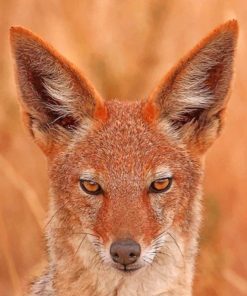 Jackal Face paint by numbers