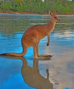 Kangaroo In The River paint by numbers