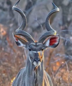 kudu Animal paint by numbers