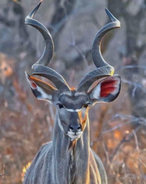 kudu Animal paint by numbers