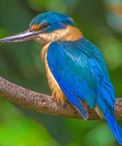 Long Beaked Brown And Blue Bird paint by numbersa