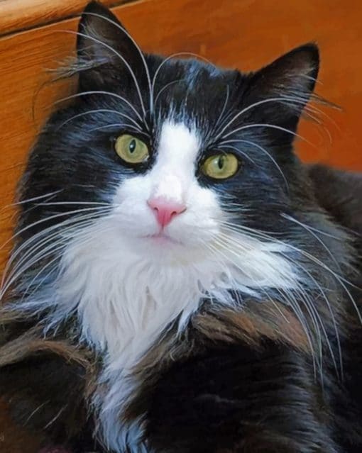 Long Hair Tuxedo Cat paint by numbers