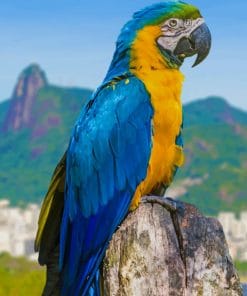 Macaw Parrot Bird paint by numbers