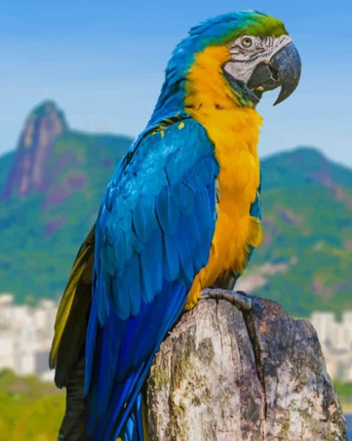 Macaw Parrot Bird paint by numbers