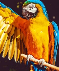 Macaw Parrot paint by numbers