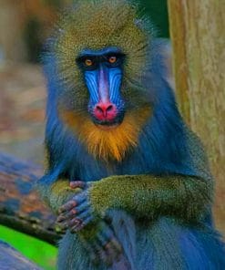 Mandrill Monkey paint by numbers