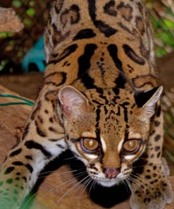 Margay Cat paint by numbers