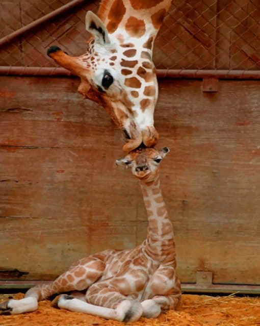 Mommy And Baby Giraffe paint by numbers