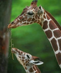 Mommy And Baby Giraffe paint by numbers