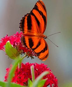 Orange And Black Butterfly paint by numbers