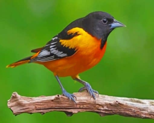 Orange And Black Bird paint by numbers