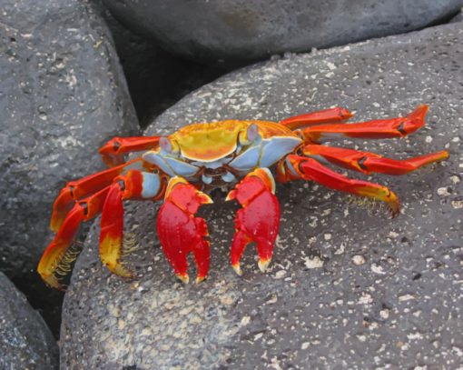 Orange And Red Crab paint by numbers