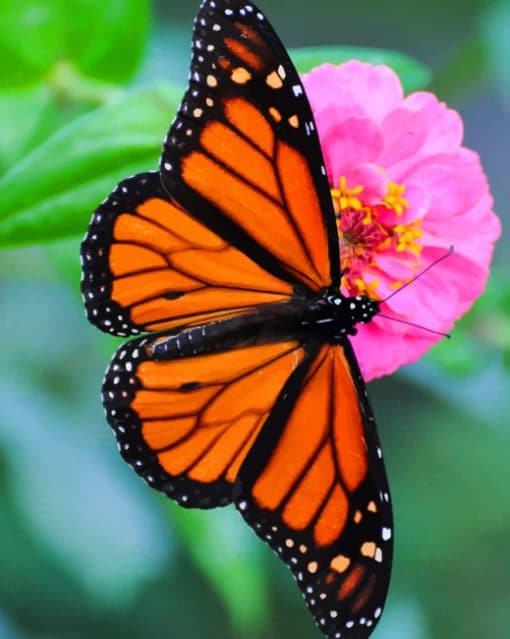 Orange Black Butterfly paint by numbers