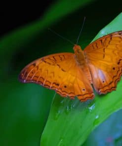 Orange Butterfly On Leaf paint by numbers