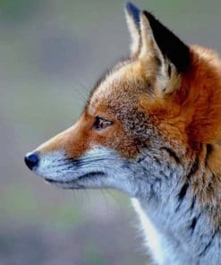 Red Fox Face paint by numbers