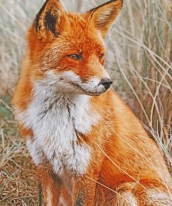 Orange Fox paint by numbers