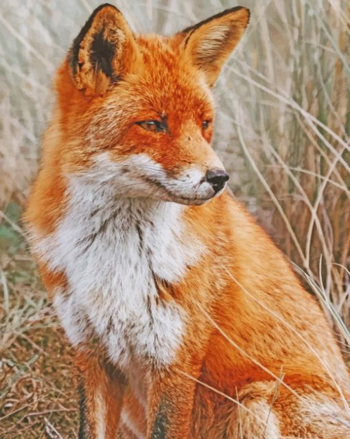 Orange Fox paint by numbers