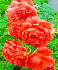 Close Up Orange Roses paint by numbers