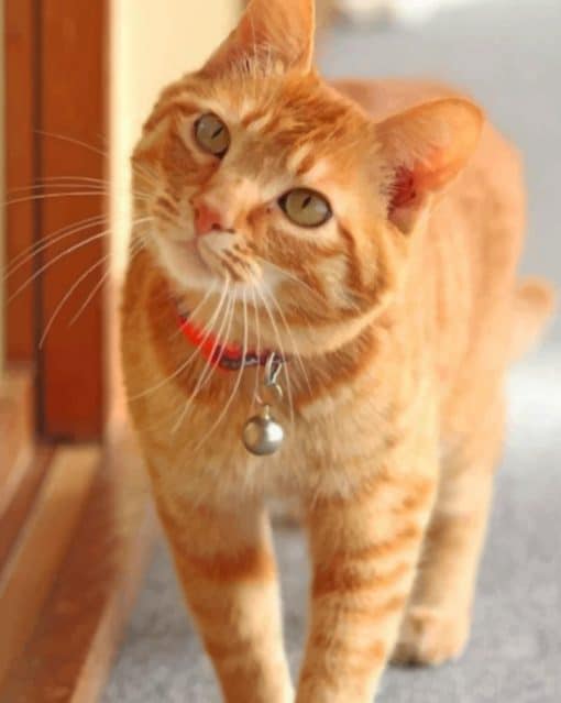 Orange Tabby Cat paint by numbers