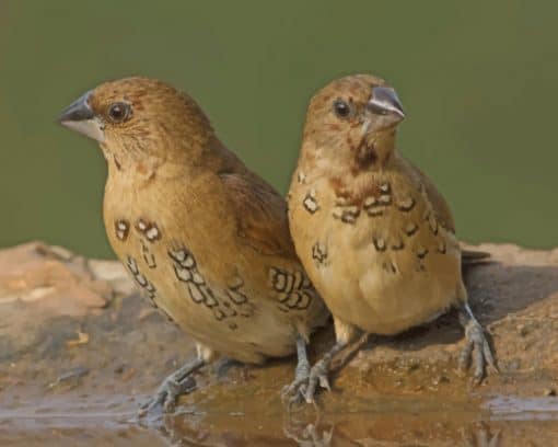 Pair Of Spice Finches Perched On Rim Of Bird Bath paint by numbers