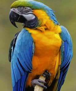 Parrot Bird paint by numbers