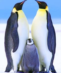 Penguins Male And Female paint by numbers