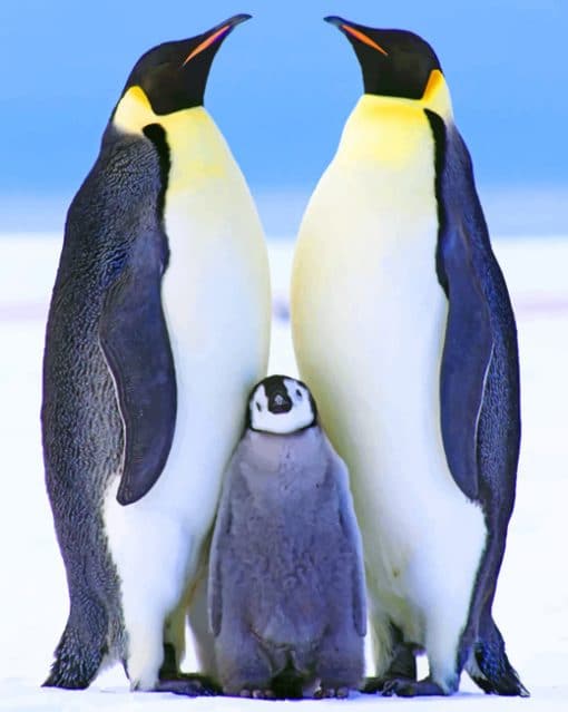 Penguins Male And Female paint by numbers