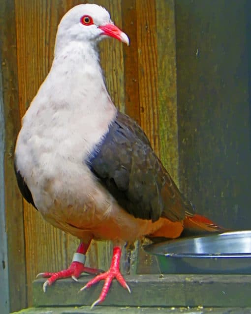 Pink Pigeon paint by numbers