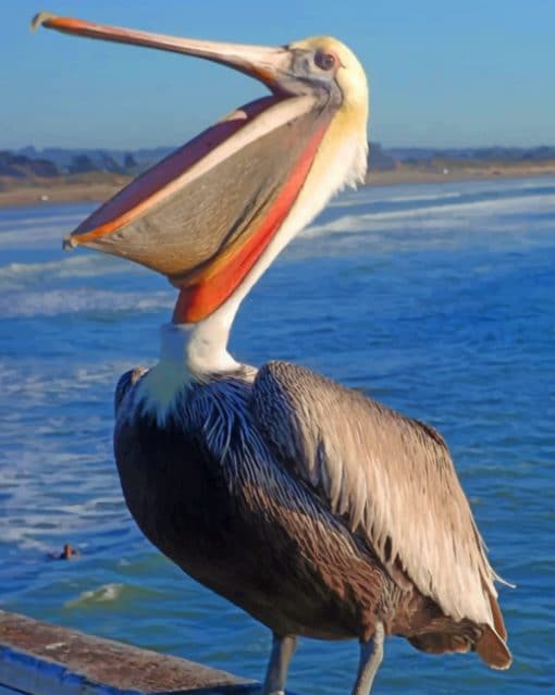 Pismo Pelican paint by numbers