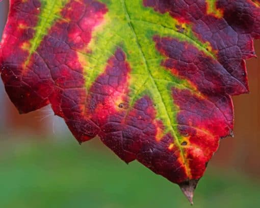 Purple And Green Leaf paint by numbers