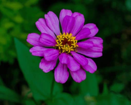 Purple Blossom In Garden paint by numbers