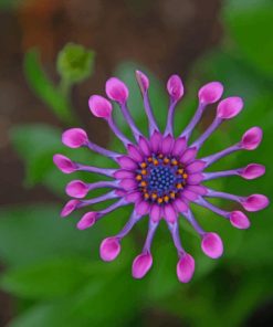 Purple Flower With Leaves paint by numbers