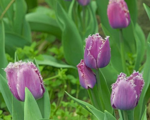 Purple Fringed Tulips paint by numbers