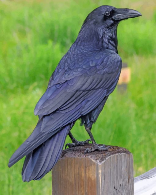 Raven Bird paint by numbers