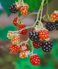 Red And Black Bramble Berries paint by numbers