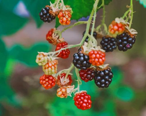 Red And Black Bramble Berries paint by numbers