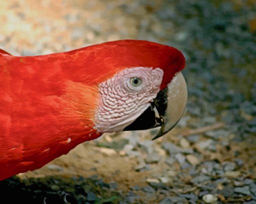 Red And White Parrot paint by numbers