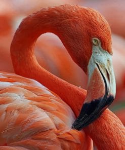 Red And White Swan Flamingo paint by numbers