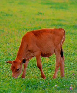 Red Calf Grazes paint by numbers