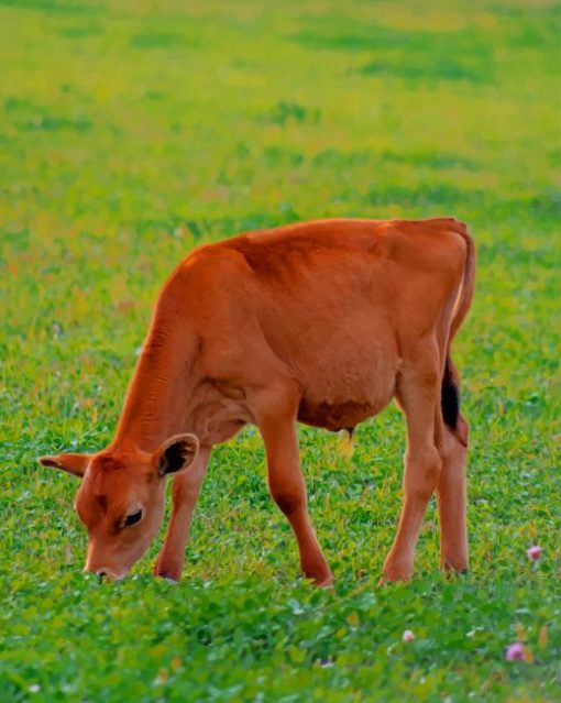 Red Calf Grazes paint by numbers