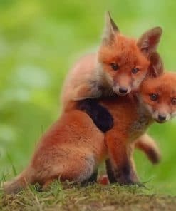 Red Fox Couple paint by numbers