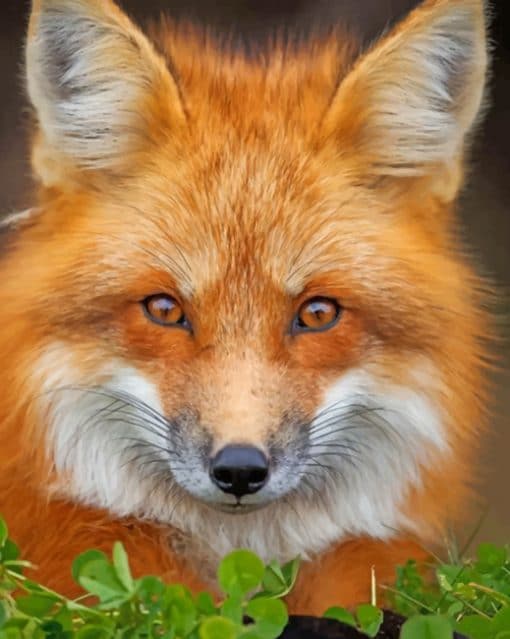 Red Fox Face paint by numbers